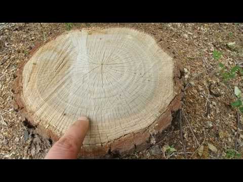How to Determine the Age of a Tree How to Determine the Age of a Tree