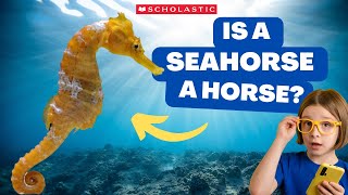 Is A Seahorse A Horse? | Ocean Animal Adaptations for Kindergarten