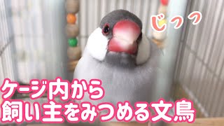 飼い主を見つめる！？大人しくて可愛い文鳥よもぎ　癒し動物　面白い動物