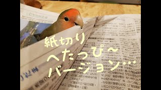 不器用なコザクラインコの紙切り…