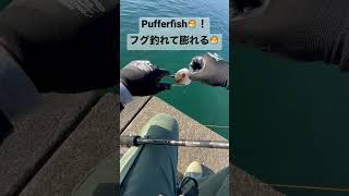 フグ釣れて膨れる🐡　#pufferfish #fishing #lure #japan #ふぐ　#釣り　#ルアー