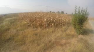 China Yuxian:  farmer in the corn