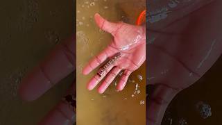 കുറച്ച് വെറൈറ്റി ക്രേ ഫിഷ് ആയാലോ😜🫣 #crayfish #prawns #seafood #tigerprawns #shortsvideo #shorts