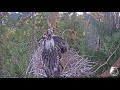 melnais stārķis~storklets are defending against a squirrel u0026 buzzard or goshawk~6 23 am 2021 07 30