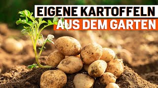 Kartoffelanbau für Selbstversorger im Check: Eigene Kartoffeln das ganze Jahr