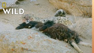 Snow Leopard Makes a Kill | Wild Cats of India: Big Cat Kingdom
