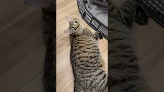 【猫動画】パパ帰宅でぷりぷり猫たちが大興奮www #shorts