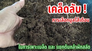 เคล็ดลับ! การเลือกมูลไส้เดือน ในการเพาะเมล็ดและแยกต้นกล้าผักสลัด | ผักปลอดสารพิษบ้านน้องปลายฝน