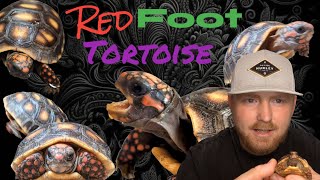 5 Things to Know before getting a Redfoot Tortoise