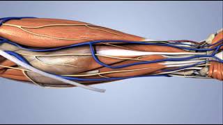 トミージョン手術とは。Tommy John Surgery(側副靱帯再建術)