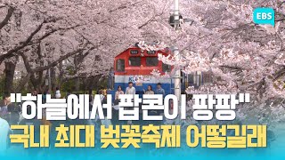 “여기서 우리의 사랑을 이야기할까?” ‘봄의 왈츠’ 진해 군항제 23일 개막 / EBS고향사랑뉴스