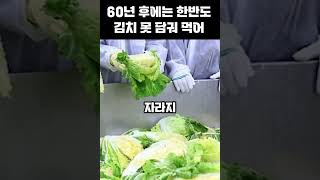 “60년 후에는 김치가 사라집니다” 기후 변화로 배추·무 못 키워 #김장 #김치 #배추