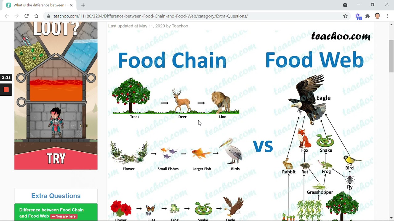 Food Chain Vs Food Web Venn Diagram - YouTube