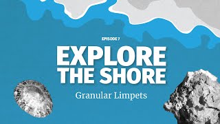 Granular Limpets - that's not a patch of seaweed it's a limpet!