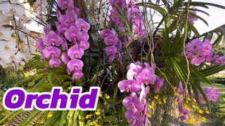 Ep.612/23  กล้วยไม้สวยๆ Orchid  : Vlog Life Tum in Chiang Mai