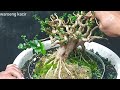 review bonsai sancang bogel,#bonsai sancang