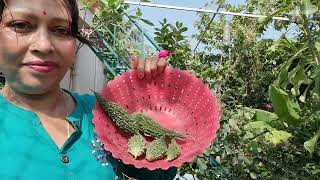 Bitter Gourd Harvesting Video | Terrace Garden Harvesting Video |