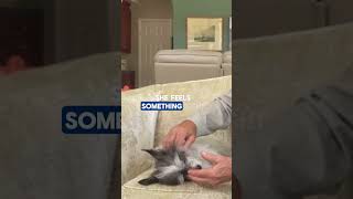 Movement Technique - Dog Massage