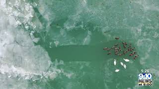 Northern Michigan From Above: Birds Enjoying Cold Temps at Lake Huron