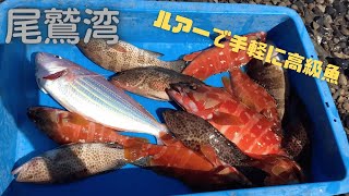 レンタルボートで高級魚たくさん釣ってきた【尾鷲湾】