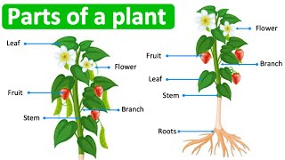 Parts of a plant in English 🌱 | Learn with pictures