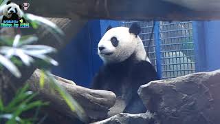 20180802 八月份盛夏的等門小熊圓仔 The Giant Panda Yuan Zai