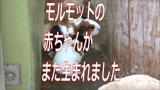 福岡市動物園：モルモットの赤ちゃんがまた生まれました