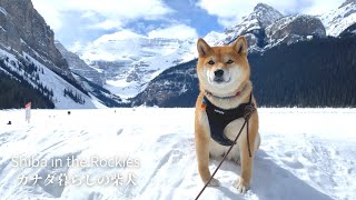 内股で観光地レイクルイーズの看板犬気分を味わう柴犬ナラ【英語字幕付き】4K