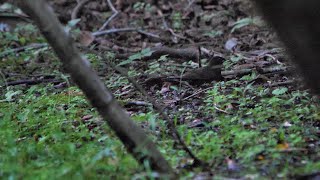 山中湖 大洞の泉のクロツグミ（雄）の水浴び　その７４（4K60P動画）