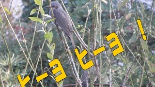 ヒヨドリの鳴き声　賑やかすぎる　Cry of too lively brown-eared bulbul