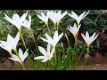 Why Rain lilies were not flowering?