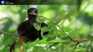 紅嘴黑鵯幼鳥Fledgling-Black Bulbul