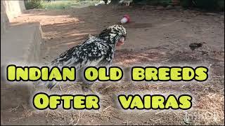 పందేం కోళ్లు new breeading with old breeds రేజా and టికర్ breeds