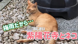 野良猫と紫陽花寺