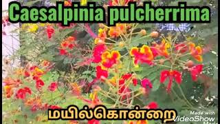 சாலையோர நிழல் தரும் தங்கமரம் | Mayilkontrai | Caesalpinia pulcherrima | mooligai news