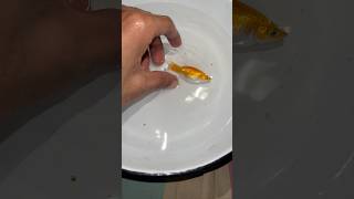 Meri fish ki halat bhot khrb hori hai 😢 #minivlog #aquarium #petsvlog #guppy #guppybreeding #molly