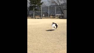 ボーダーコリー. Bordercollie ディスク練習「アルト」