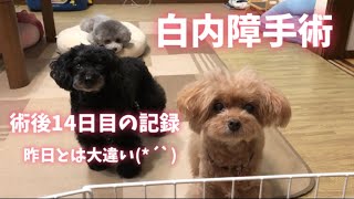 白内障術後  14日目の記録 両目ぱっちり！【トイプードル】【多頭飼い】【どりらぶかむ】