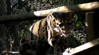 Feeding Time for a Clouded Leopard at Howletts Wild Animal Park