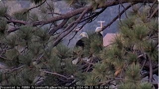 Jackie and Shadow together for life, in joys and sorrows FOBBV CAM Big Bear Bald Eagle Cam 1 / Cam 2