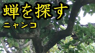 セミを捕まえて来る　野良猫的な家猫