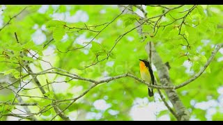 The Thrush like Sounds of the Narcissus Flycatcher | Listening Bird Sounds for a Relaxing Mood