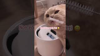 My cats love PETKIT Eversweet 3 PRO UVC