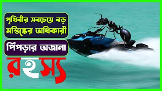 পিঁপড়া ফ্যাক্ট | পিঁপড়ার সম্পর্কে অজানা সব তথ্য😯#AntFact | পিঁপড়ার গল্প | বিশ্ব বই || NB101