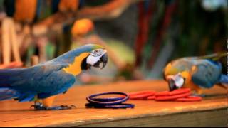 Blue and Gold Macaw 綠世界_金剛鸚鵡 表演-綠世界生態農場www.green-world.com.tw