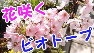 花咲くビオトープ！(超初心者のメダカ飼育挑戦記part35)