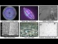 The Most Disturbing Scientific Anomalies We Can’t Find An Explanation For