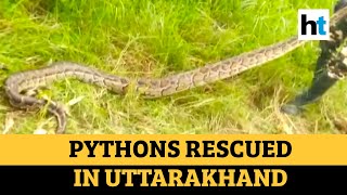 Watch: Two pythons over 10-ft-long rescued in Uttarakhand’s Haldwani