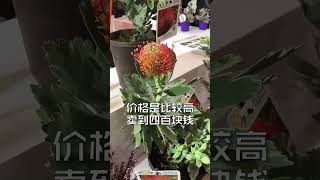 400元一盆的针垫花，买不买？