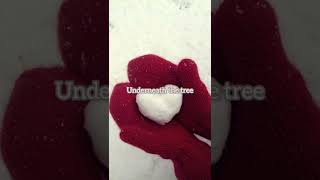 Underneath The Tree